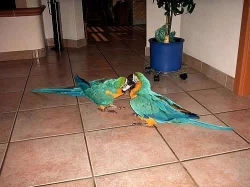 Modrá a zlatá papoušek papoušci