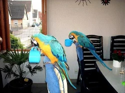 Modrá a zlatá papoušek papoušci
