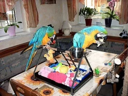 Inteligentní dvojice papoušků Ara na prodej