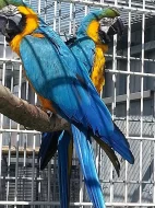 Inteligentní dvojice papoušků Ara na prodej