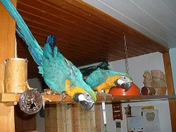 Mladí ruka-zvednutý papoušek papoušci