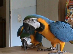 velmi krásná modrá a zlatá papoušek mužský a ženský s klecí
