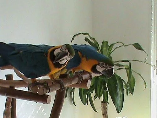 Žlutá papoušek na prodej s klecí