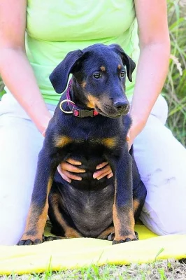 Beauceron s PP štěňátka