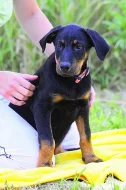 Beauceron s PP štěňátka