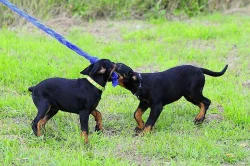 Beauceron s PP štěňátka