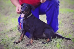 Beauceron s PP štěňátka