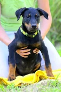Beauceron s PP štěňátka