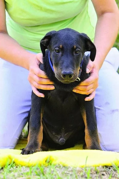 Beauceron s PP štěňátka