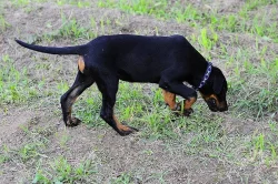 Beauceron s PP štěňátka