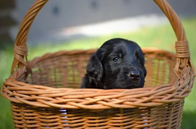 Štěňata flat coated retriever s PP