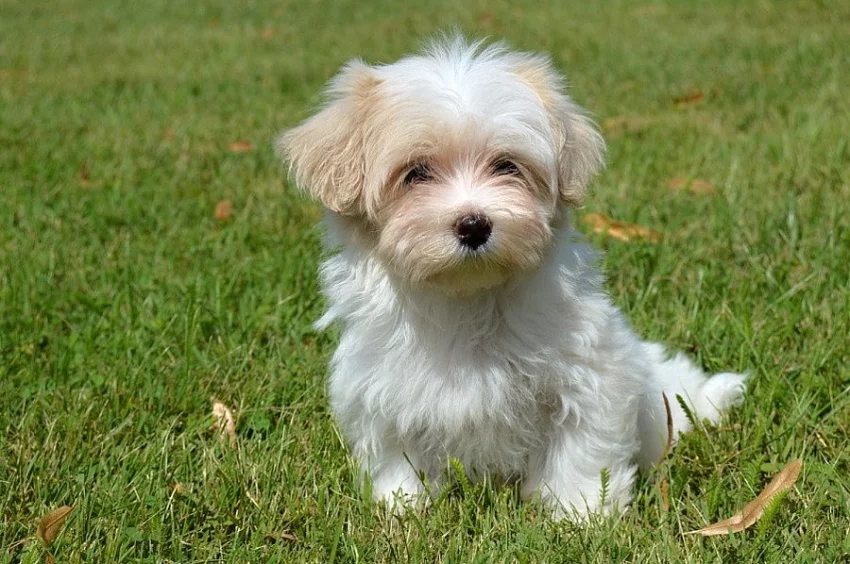 Havanský psík - bišonek s PP