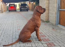 Tosa inu - štěňátka