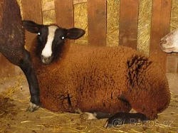 KRÁSNÁ ČERNÁ JEHNIČKA - ZWARTBLES