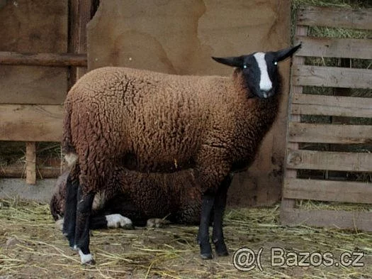 KRÁSNÁ ČERNÁ JEHNIČKA - ZWARTBLES