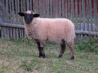 JEHNIČKA KŘÍŽENEC MERINO/SUFFOLK