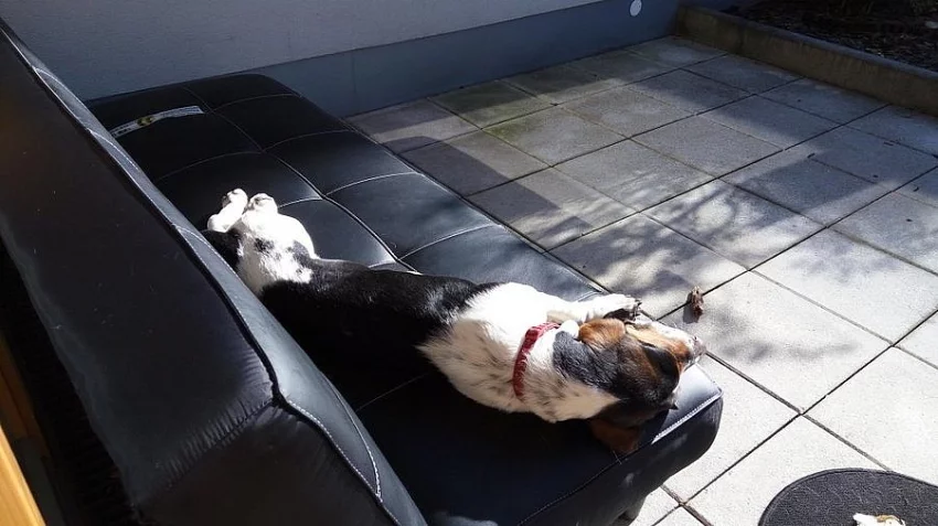 Basset hound (tříbarevný) bez PP
