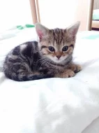 Whiskas koťátka