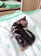 Whiskas koťátka