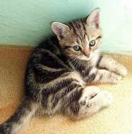 Whiskas koťátka