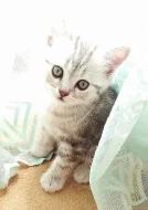 Whiskas koťátka