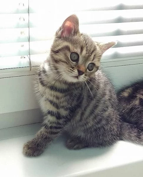 Whiskas koťátka