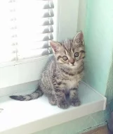 Whiskas koťátka