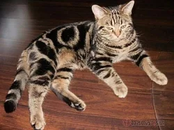 Whiskas koťátka