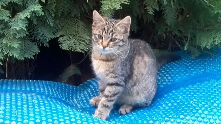 daruji 2 kotata za odvoz