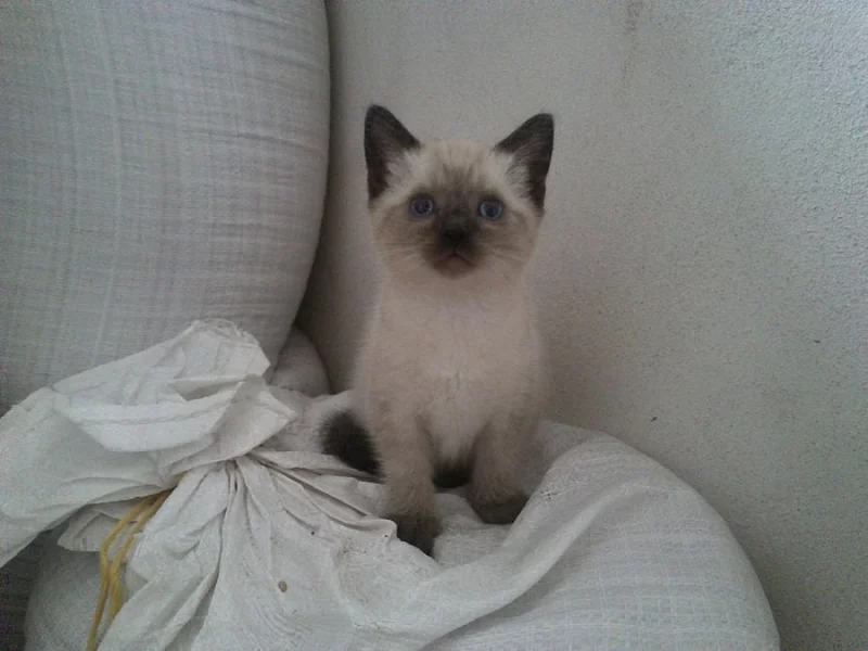 Koťátka Ragdoll