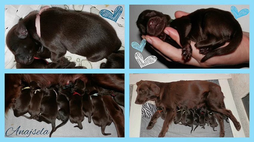 Hnědá štěňata Flat Coated retriever