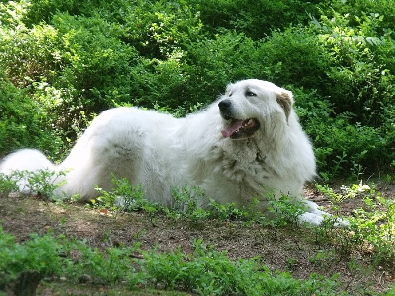 Pyrenejský horský pes