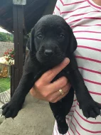 Prodám štěňata labradora