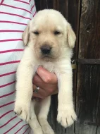 Prodám štěňata labradora