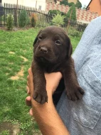 Prodám štěňata labradora