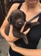 Prodám štěňata labradora