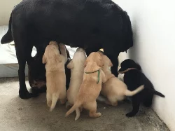 Prodám štěňata labradora