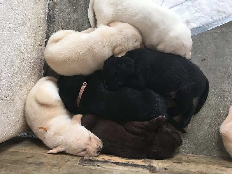 Prodám štěňata labradora