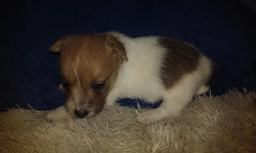 Jack Russell bez PP