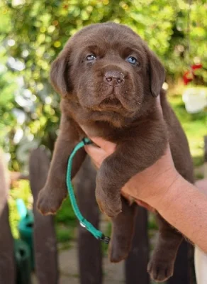 Čokoládová štěňátka labradora s PP