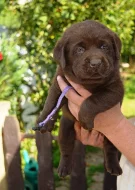 Čokoládová štěňátka labradora s PP