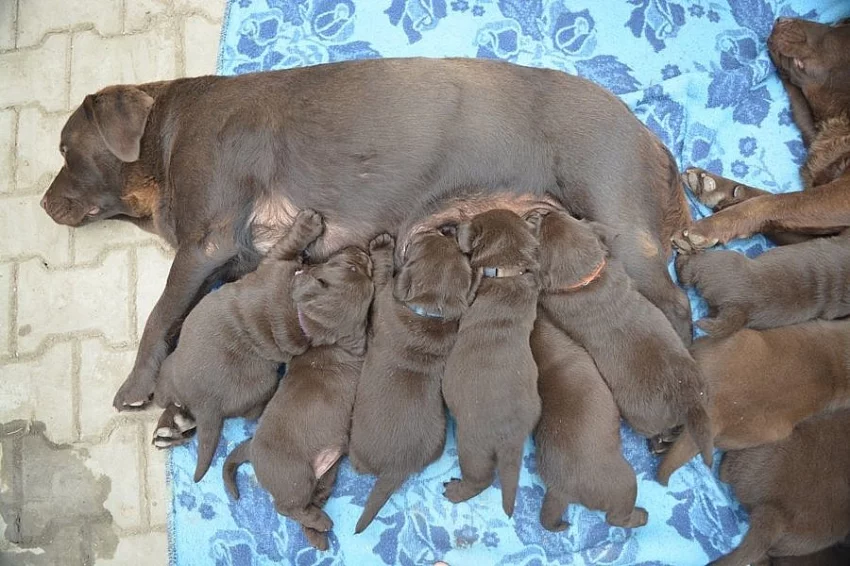 Čokoládová štěňátka labradora s PP