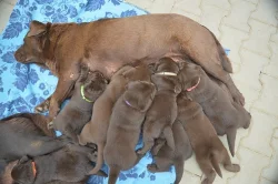 Čokoládová štěňátka labradora s PP