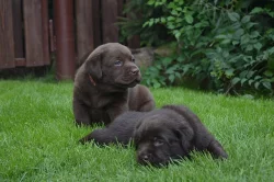 Čokoládová štěňátka labradora s PP
