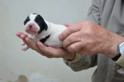Štěňata pointrů