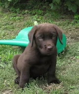 Labrador - čokoládový pejsek