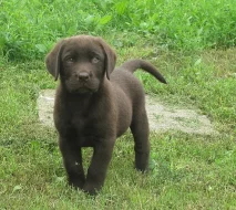 Labrador - čokoládový pejsek