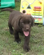 Labrador - čokoládový pejsek