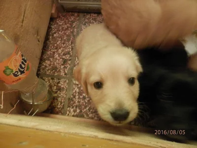 Kříženec labradora s jezevčíkem