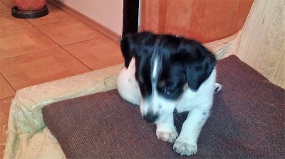 Prodám Jack Russel teriér